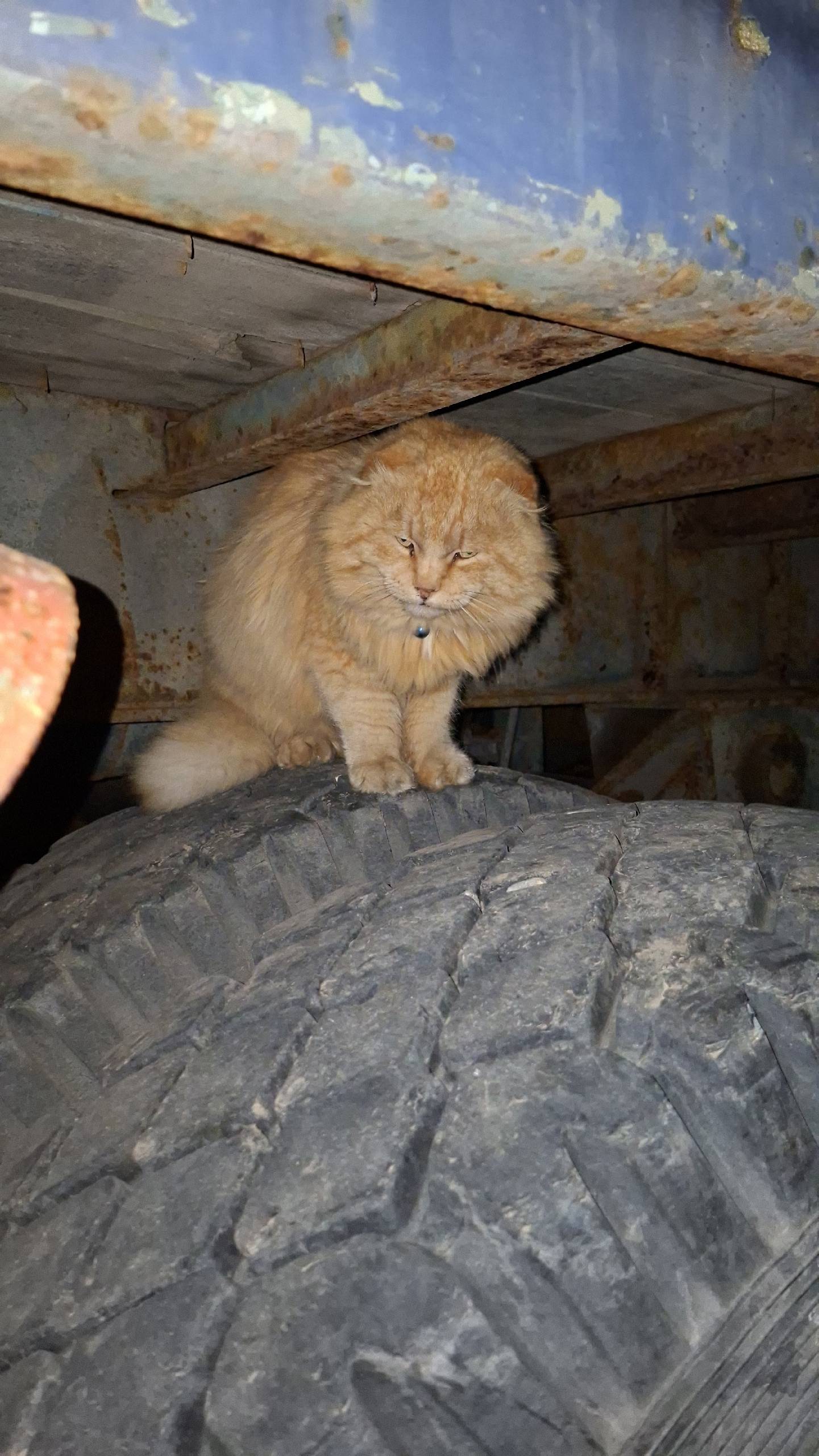 Найден кот, домашний