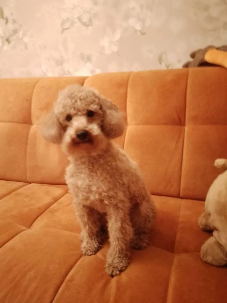 Пропала собака, Саратов, район ул. Рахова/Вавилова