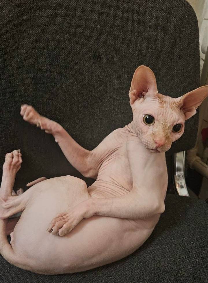 Пропал Сфинкс Веня, Ватутина