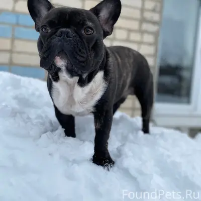 Пропал французский бульдог Майкл, посёлок Примокшанский