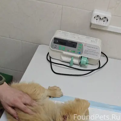 Найден пекинес, Южнобережное шоссе