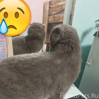 Пропал выслоухий кот Гуго, Ул. Липовенко