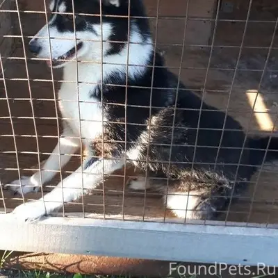 Пропала хаски Руна, село Пустоша