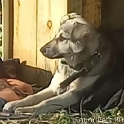 Пропала дворняжка Буся, Гнилицы, Автозавод