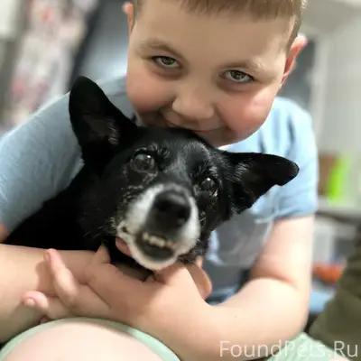 Пропала собака Альфа, район «Гора»