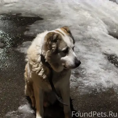 Найденна собака, Кстовский район