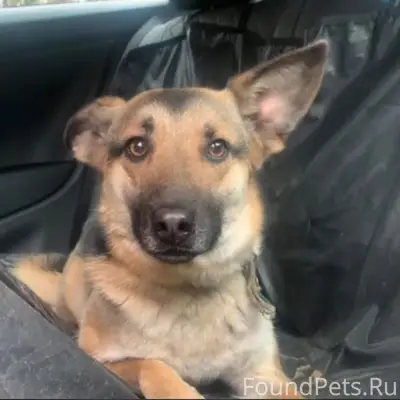 Пропала собака, М. О., Пушкино