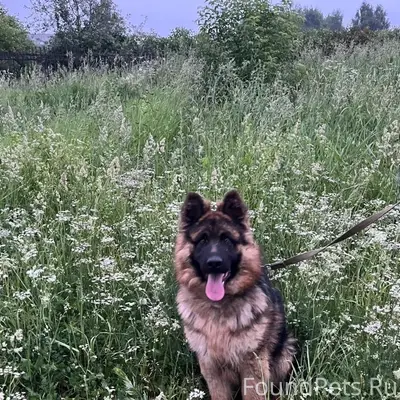 Пропал пёс Тайсон, Вагонка, 9 посёлок