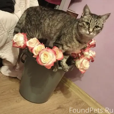 Пропала кошка Люся, Зеленоград