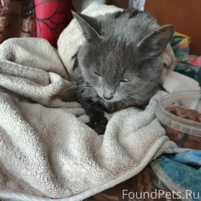 Найдена кошка, улица Победы