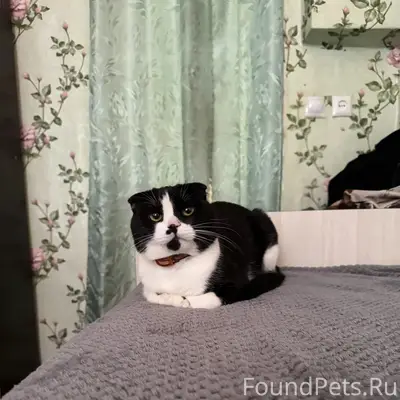 Пропал кот, свяжитесь по номеру 89895354540