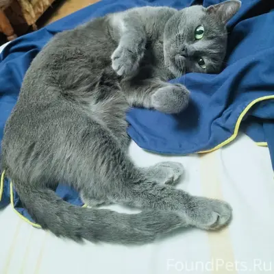 Пропала кошка Бусинка