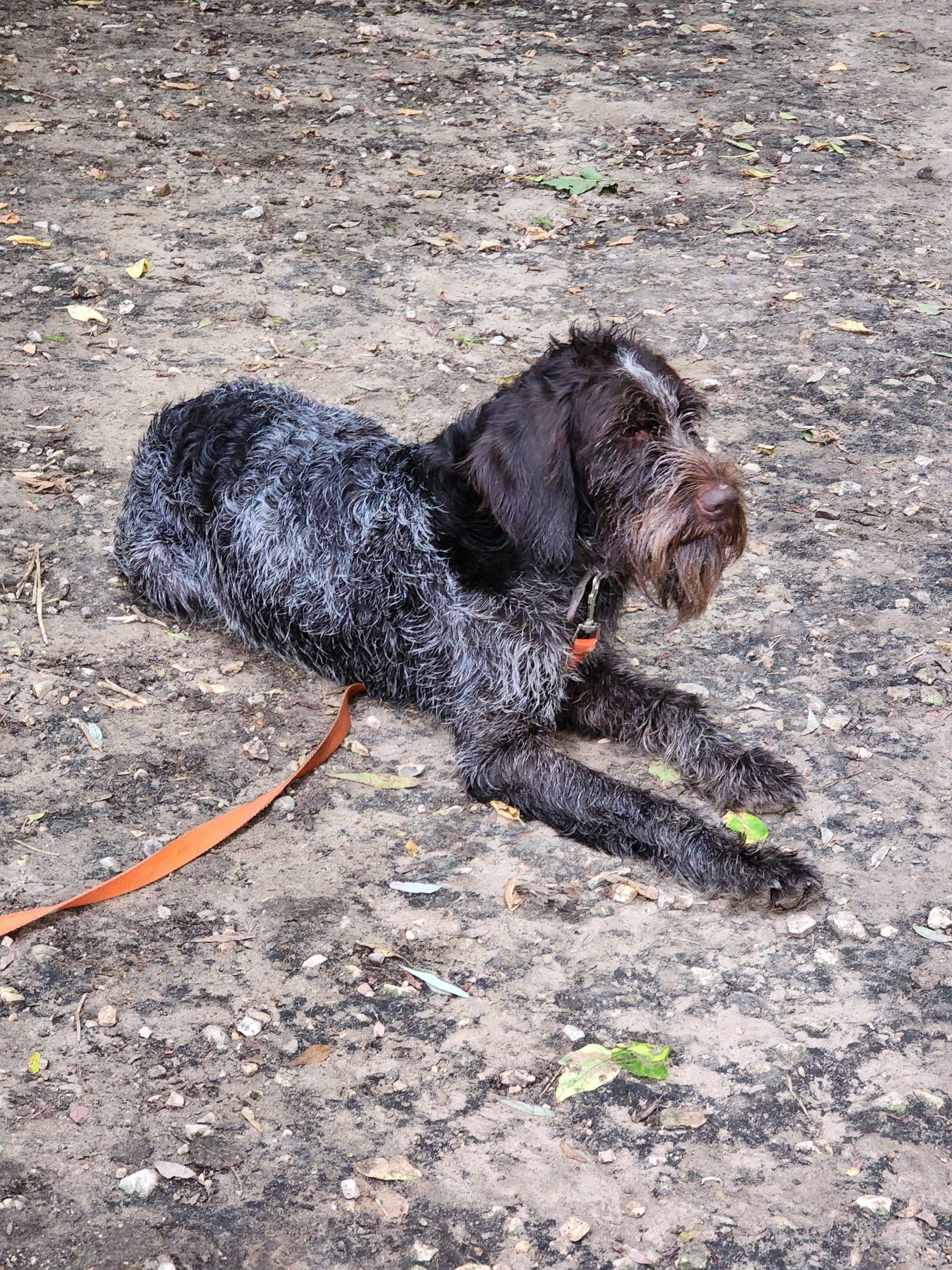 Пропала собака Лада, Содышка, Верезино