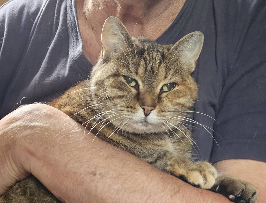 Пропала кошка в СТ Поляны / СНТ Полянка / СНТ Лесные Поляны