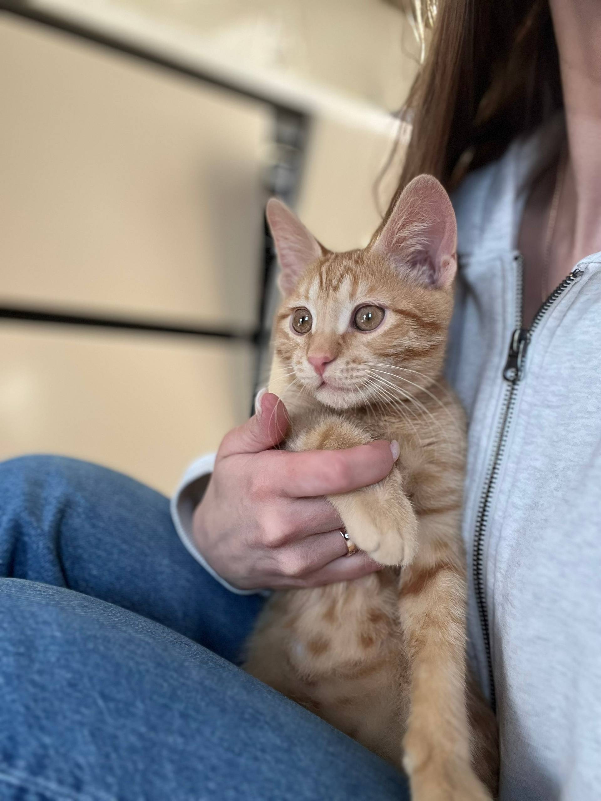 Пропал котёнок Шанти, Бежицкий район