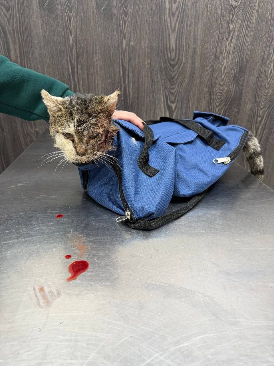 Найден кот с ранами, Зеленоград