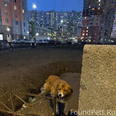 Пропал крупный рыжий кобель, Санкт-Петербург