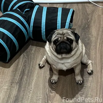 Пропал мопс Люк, Семёновский район