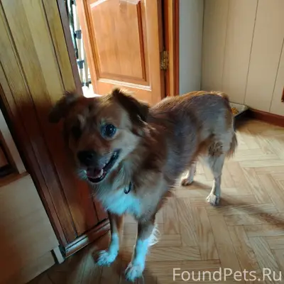 Найден тип собака, Миасс