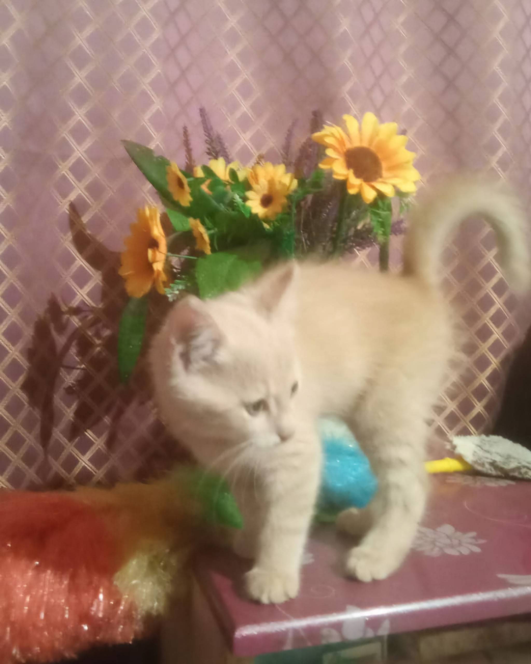 Пропал кот Рыжик, ул. Ржевская/Лермонтова