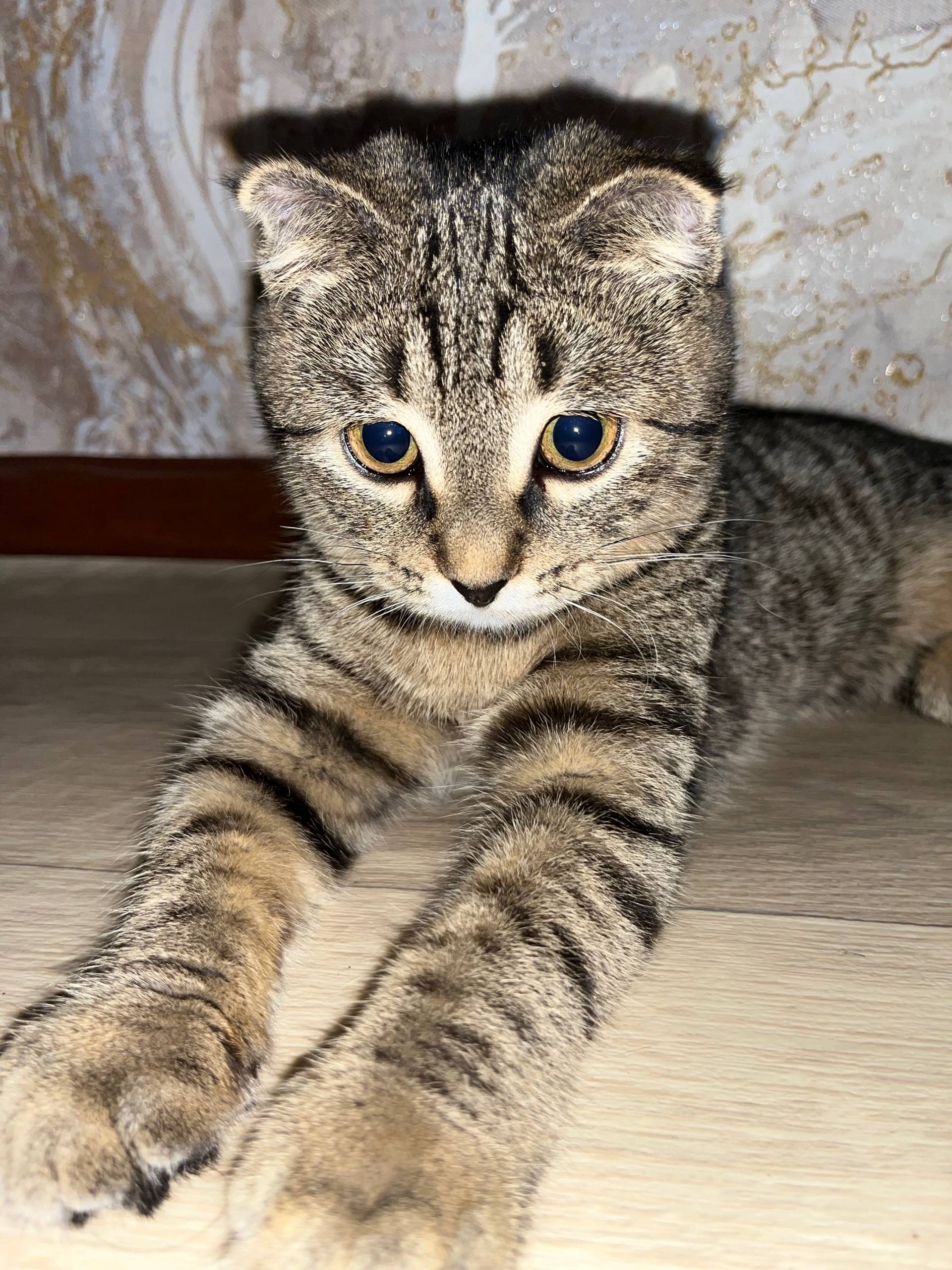 Пропала кошка, улица Ленина д. 27