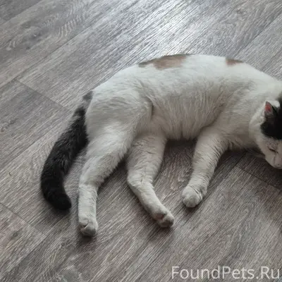 Пропал кот, район школы №80