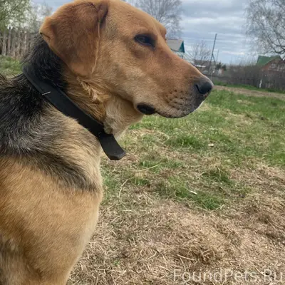 Пропал кобел гончей, Шипуново