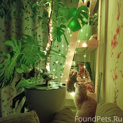 Пропал кот Федя, Южный, ул. Перчанкино