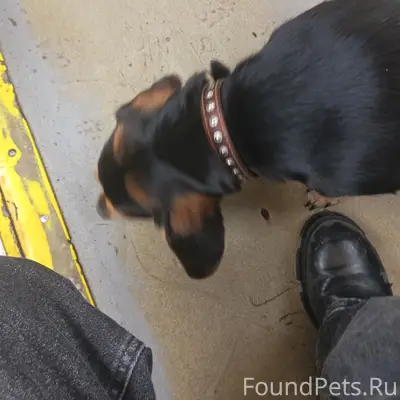 Найден метис таксы, Омск