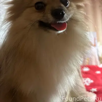 Пропала собака Мая, район Плеханова и Осипенко