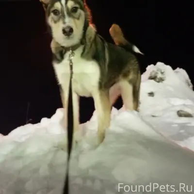 Пропал пес Арчи, 1ая Овощная