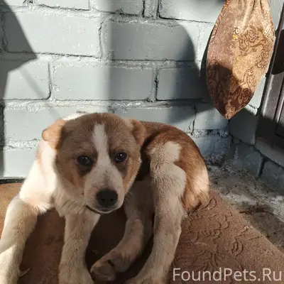 Найден щенок среднеазиатской овчарки, требуется помощь