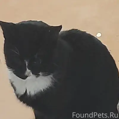 Пропал кот Маркиз, Р. Поле