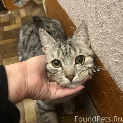 Найден кот, Стахановцев дом один