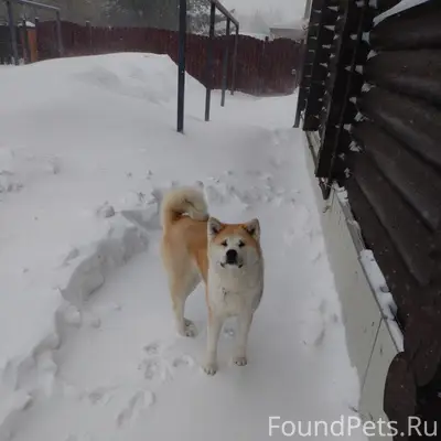 Пропала Акита-Ину Айко, г. Щекино