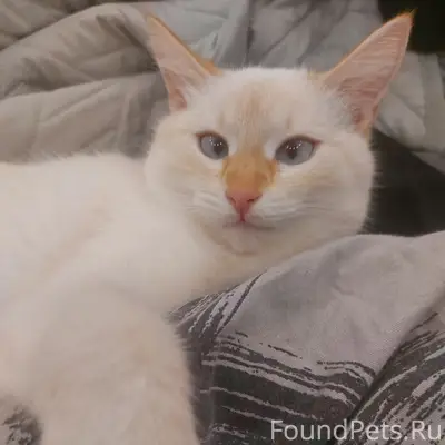 Пропала кошка, район ул. Герцена