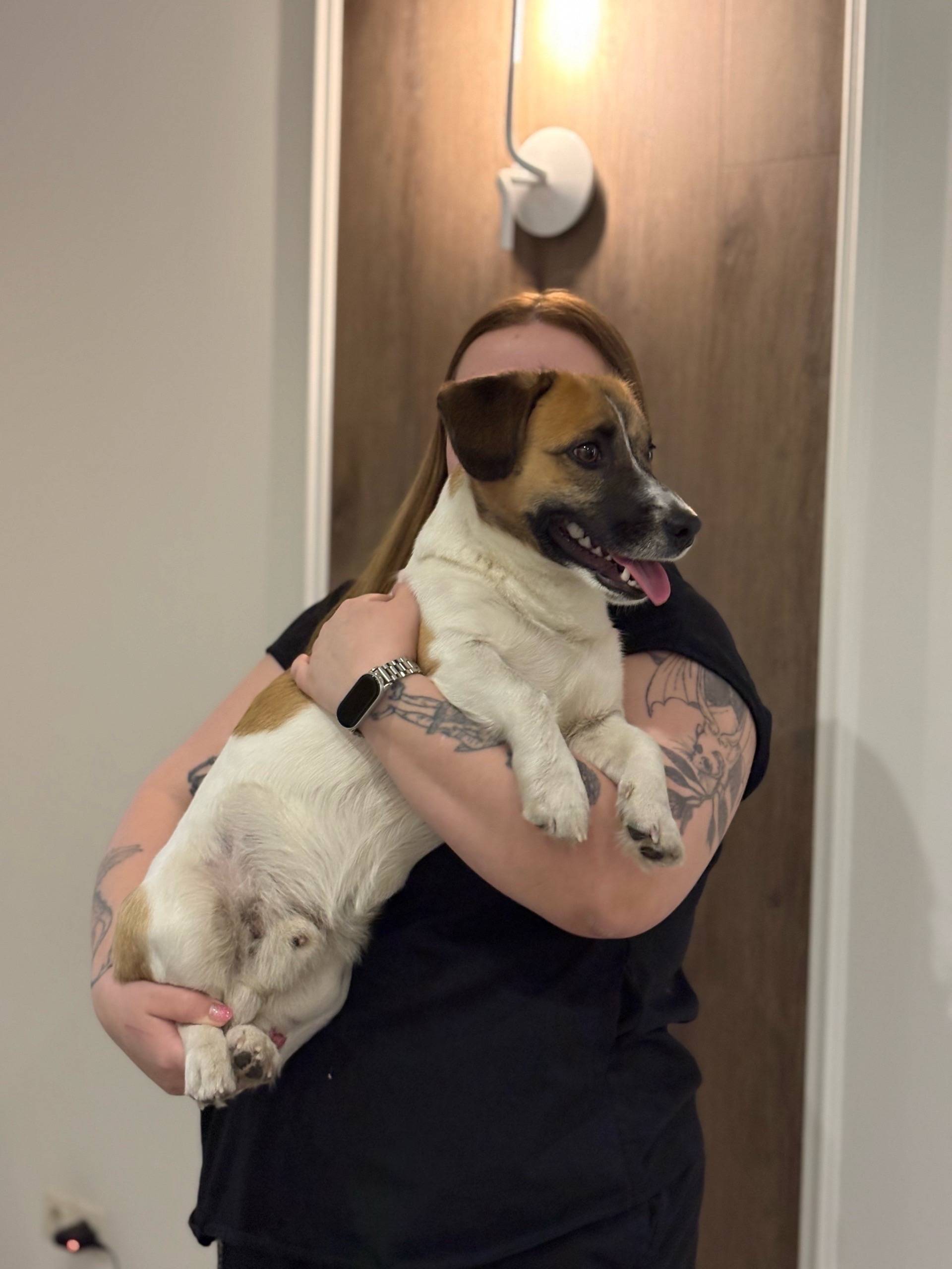 Найден джек-рассел, Университетская набережная