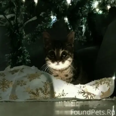 Пропала кошка Сима, Крестьянская