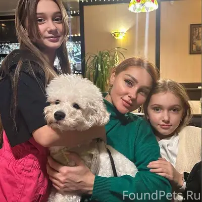 Пропала бишон фризе Буся, район санатория «Сосновый Бор»