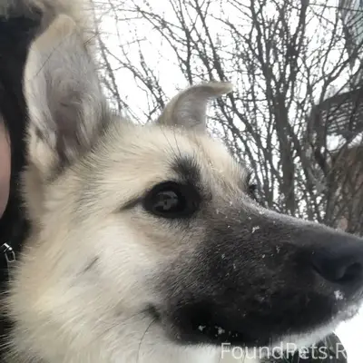 Найден щенок Джексон, Бердск