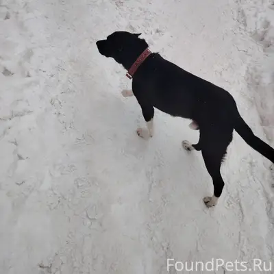 Найден пес, бегает возле дома, ищет хозяина