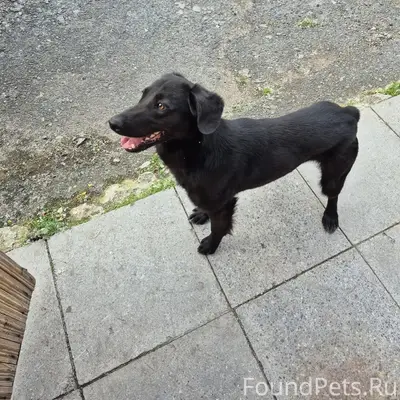 Пропал Барни, собака, улица Кирова