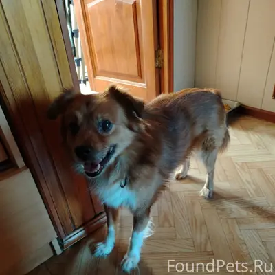 Найден тип собака, Миасс