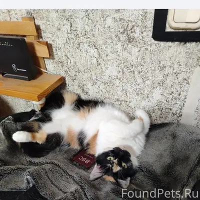 Пропала кошка, Набережная 6