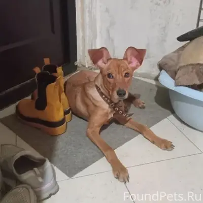 Найден метис, район травмпункта