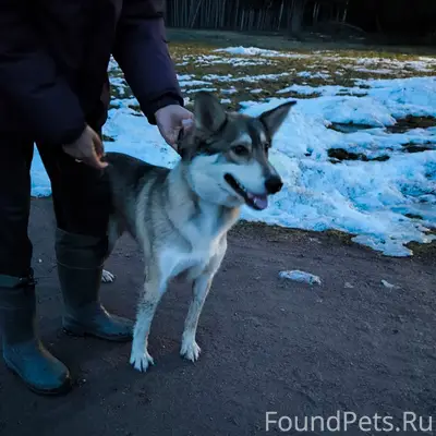 Найден пёс, Роща