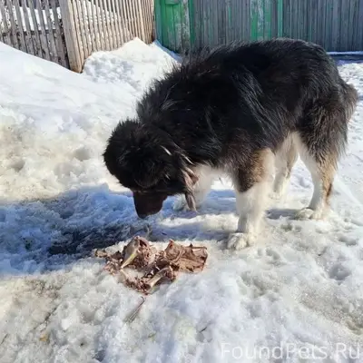 Пропал пёс, в ошейнике, Ленина 18