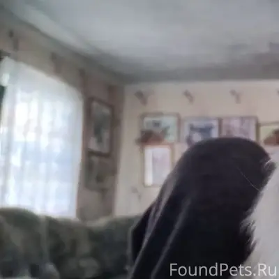 Пропал кот Семён, район ж/д переезда - Хутор