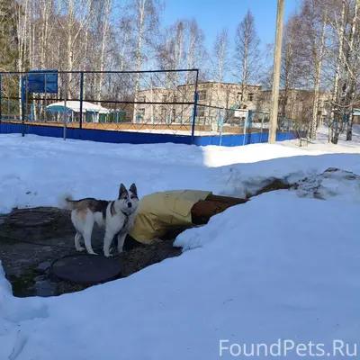 Пропал пёс, [место не указано]