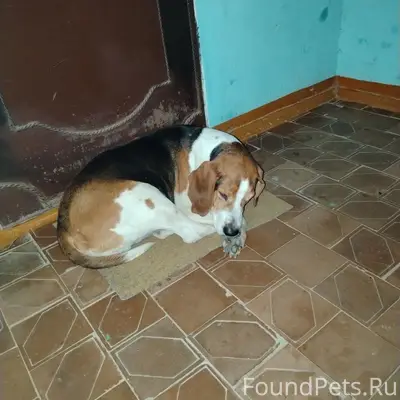 Найден бигль, район Гомзово